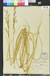 Spartina patens image