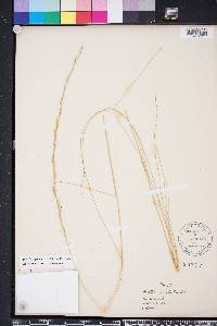 Aristida stricta image