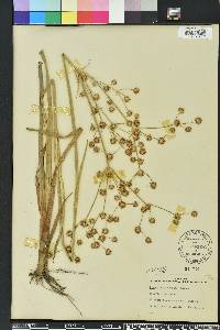 Juncus polycephalos image