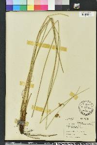 Juncus coriaceus image