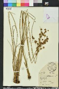 Juncus scirpoides image