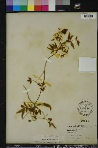 Clematis crispa image