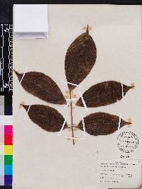 Triplaris cumingiana image
