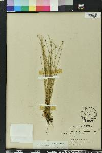 Eleocharis albida image