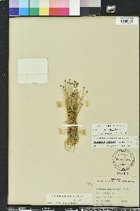 Eleocharis geniculata image