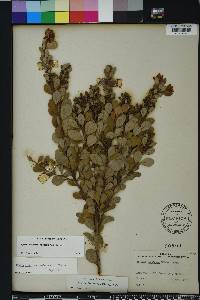 Lyonia fruticosa image