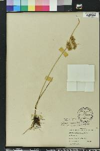 Cyperus surinamensis image