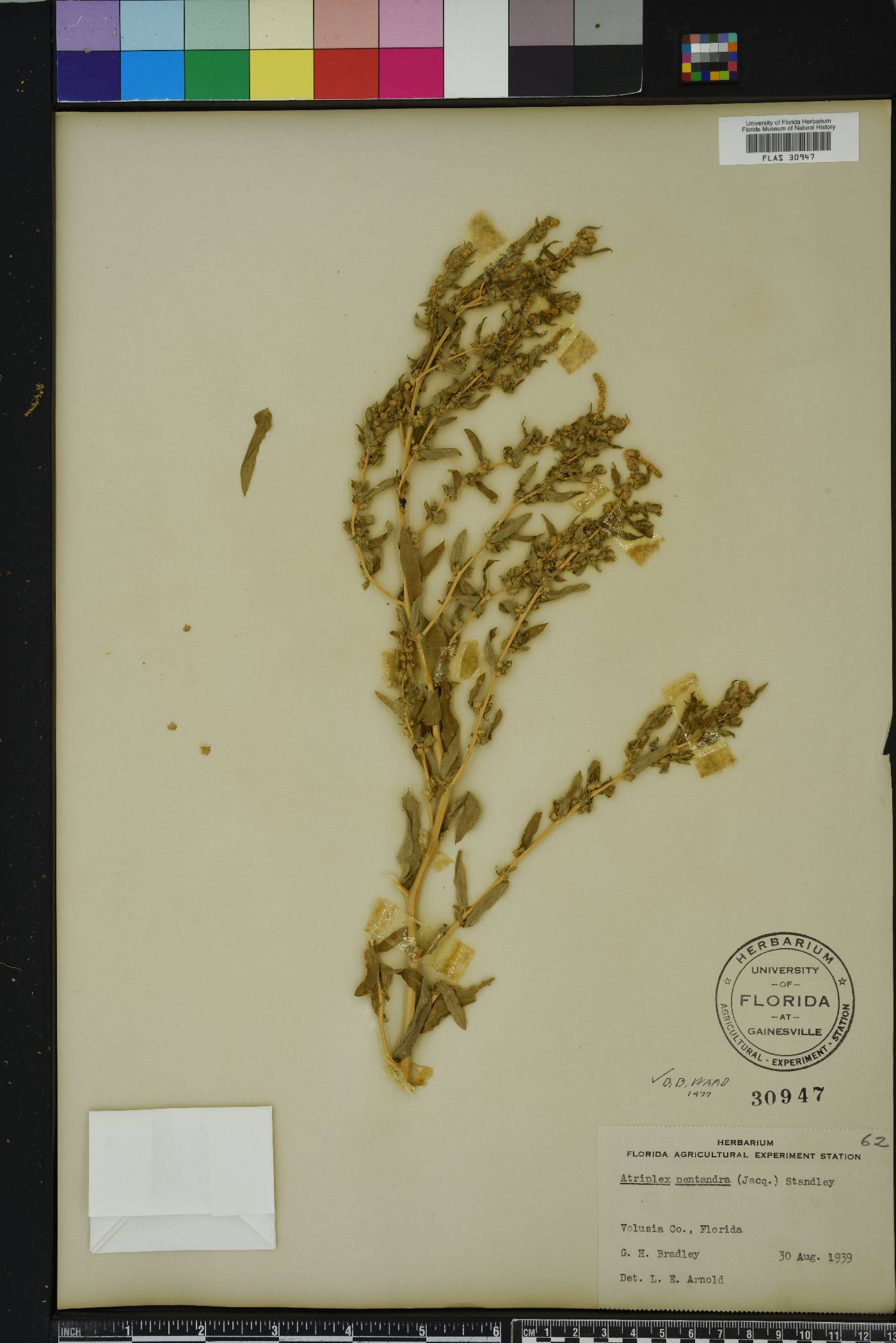 Atriplex cristata image