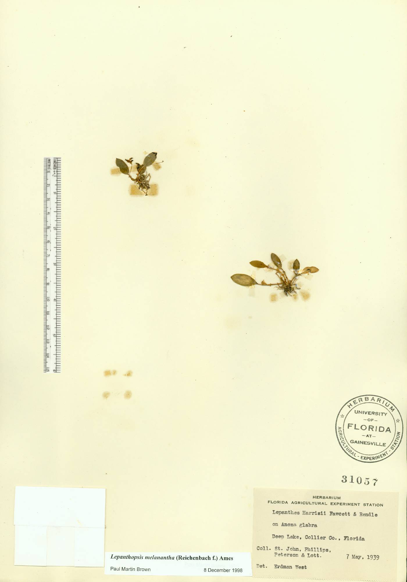 Lepanthopsis melanantha image