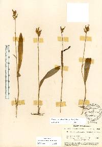 Platanthera clavellata image