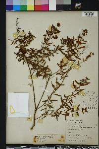 Hypericum galioides image