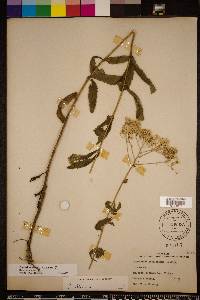 Eupatorium album image