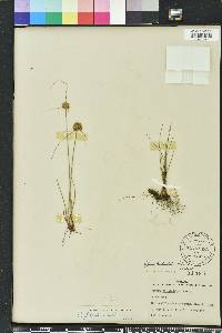 Cyperus filiculmis image