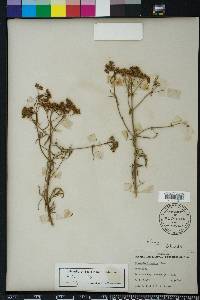 Flaveria linearis image