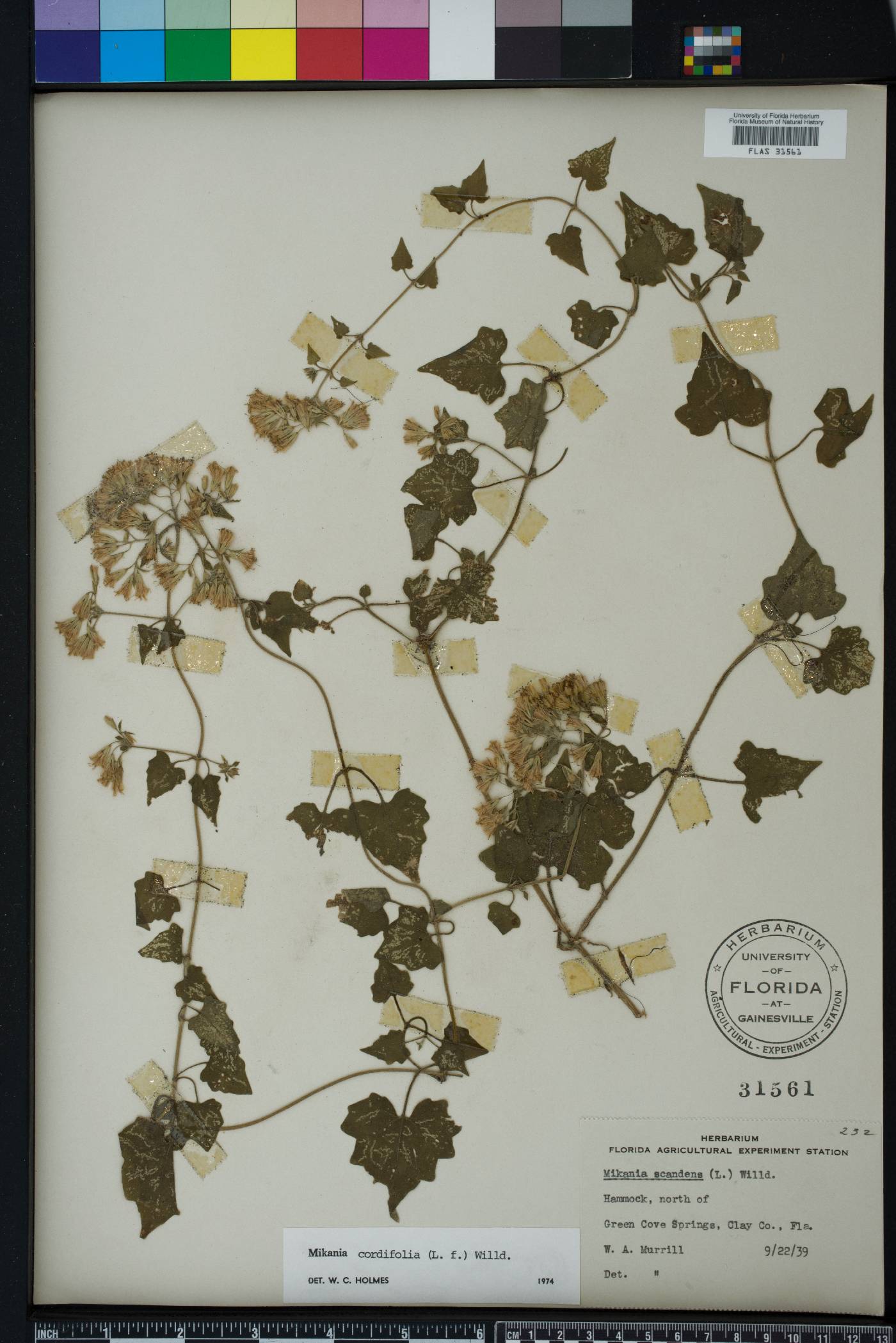 Mikania cordifolia image