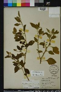 Solanum pseudogracile image