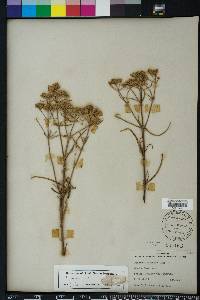 Flaveria linearis image