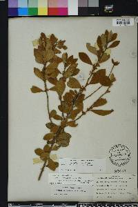 Lyonia ferruginea image
