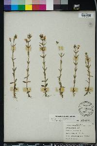 Gratiola ramosa image