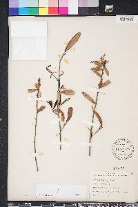 Quercus geminata image
