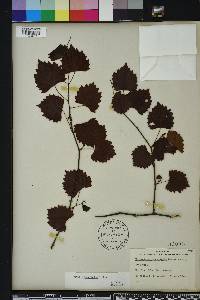 Vitis rotundifolia image