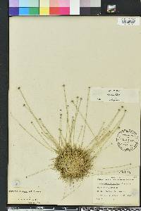 Lachnocaulon anceps image