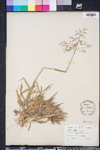 Dichanthelium ovale image