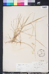 Cenchrus spinifex image