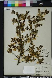 Styrax americanus image