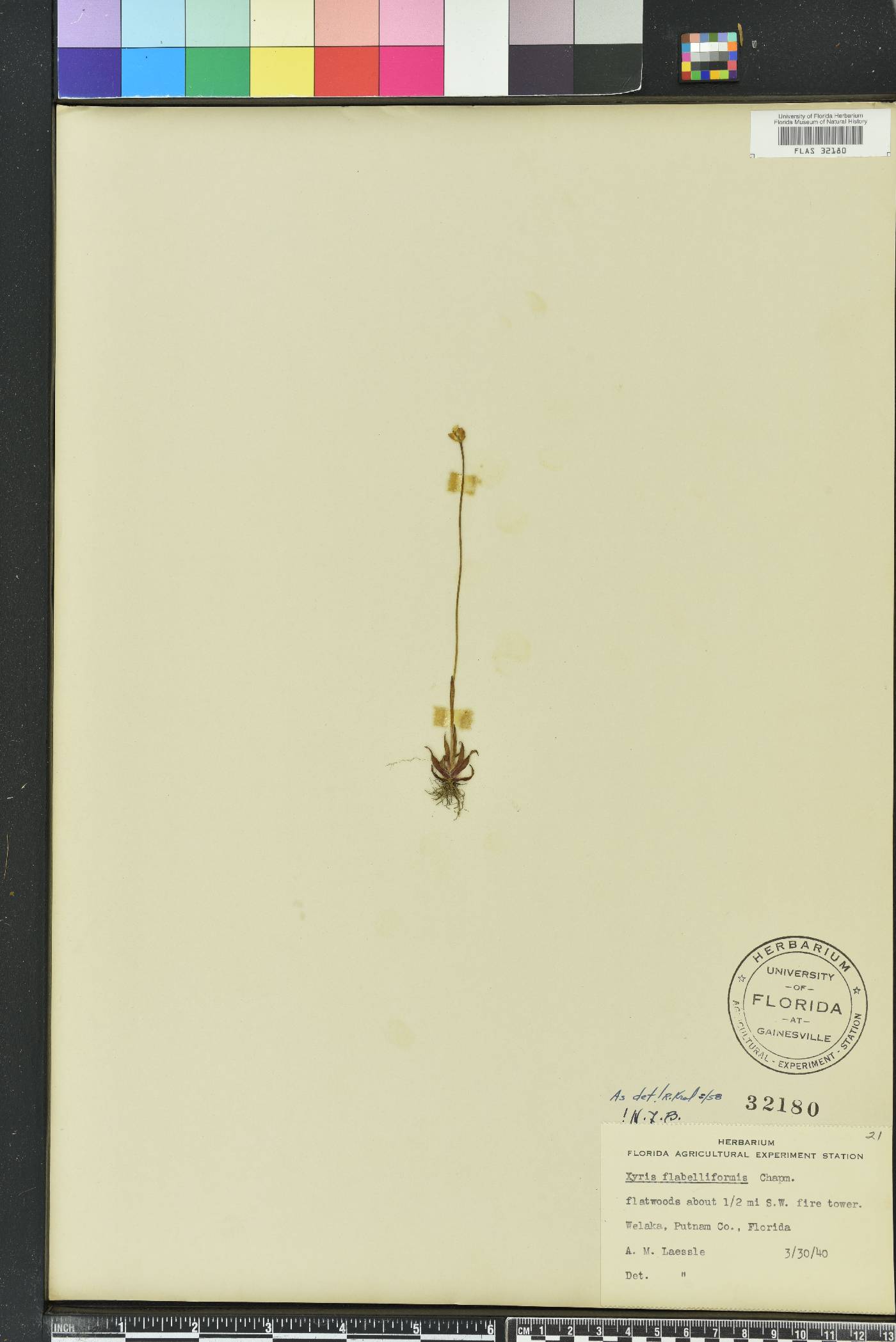 Xyris flabelliformis image