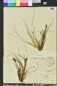 Tillandsia bartramii image