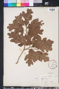 Quercus margarettae image