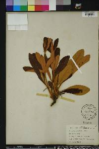 Eriogonum tomentosum image