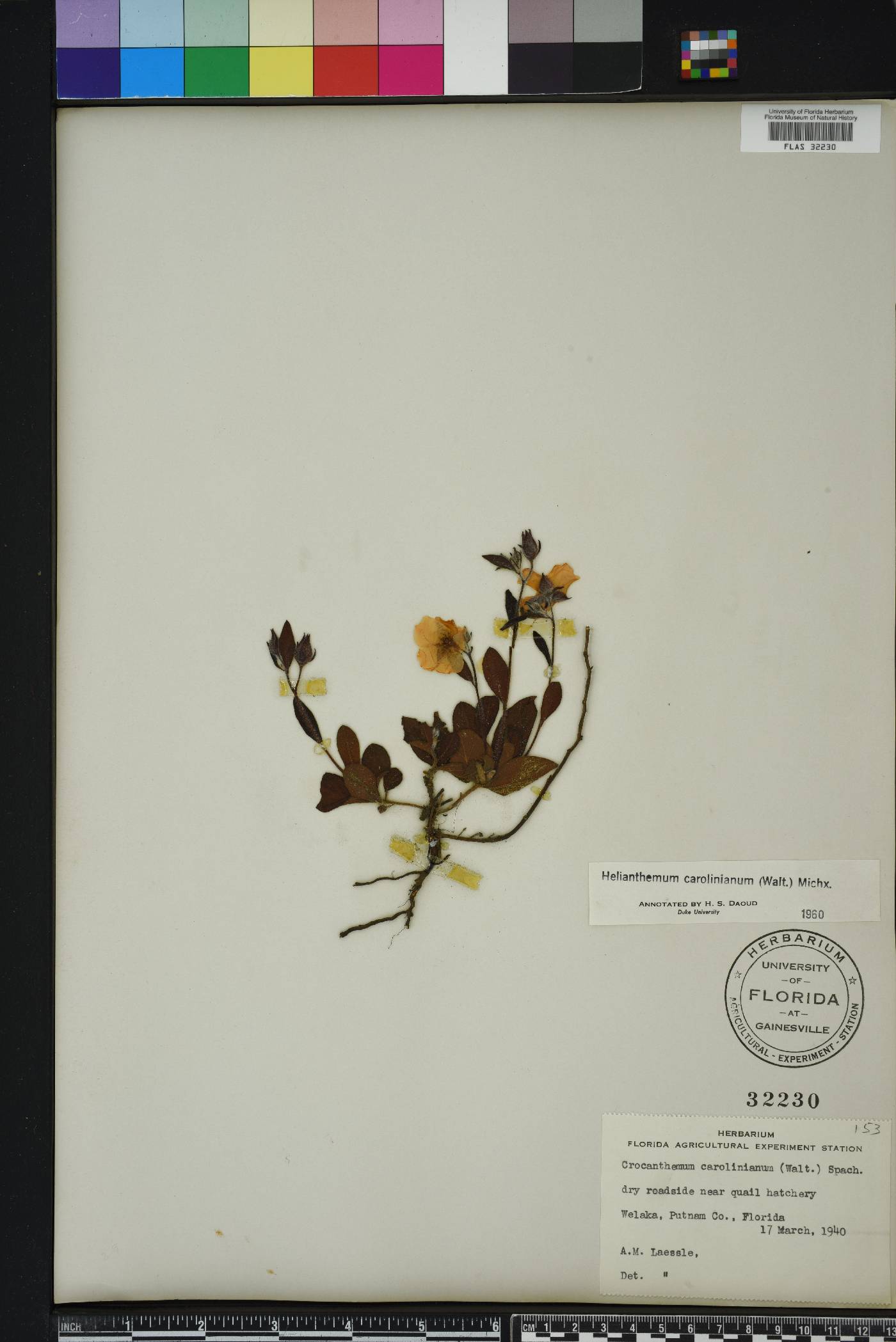 Crocanthemum carolinianum image