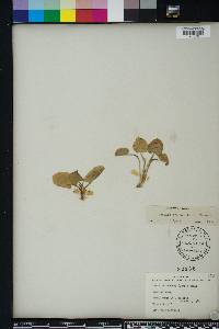 Centella asiatica image