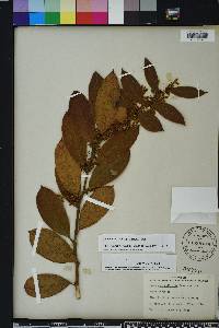 Leucothoe axillaris image