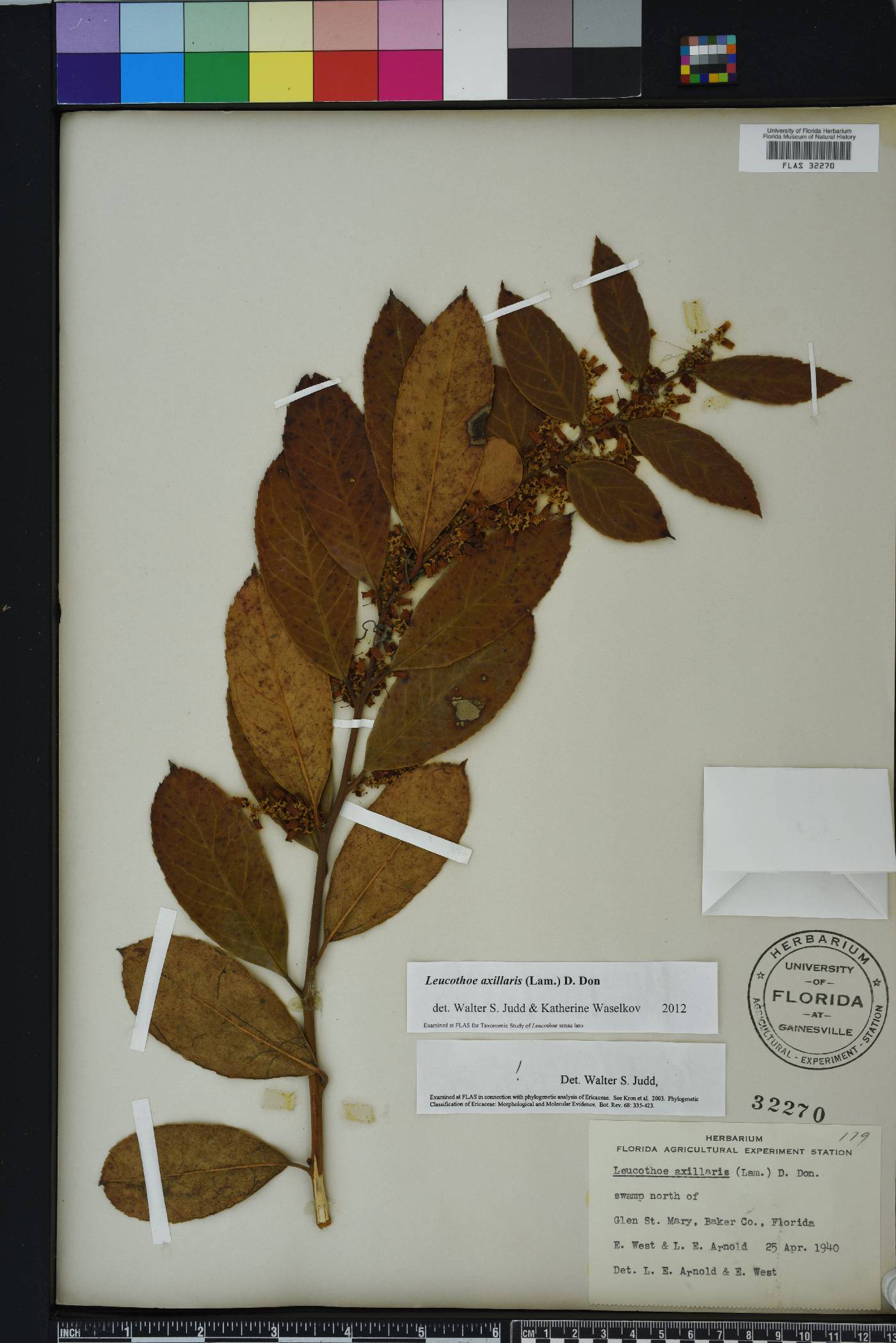 Leucothoe axillaris image