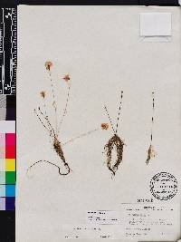 Utricularia gibba image