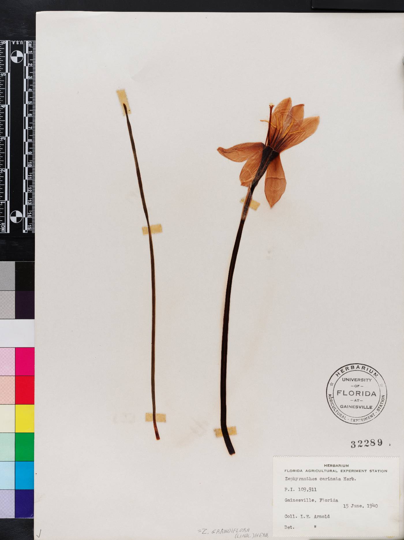Zephyranthes grandiflora image