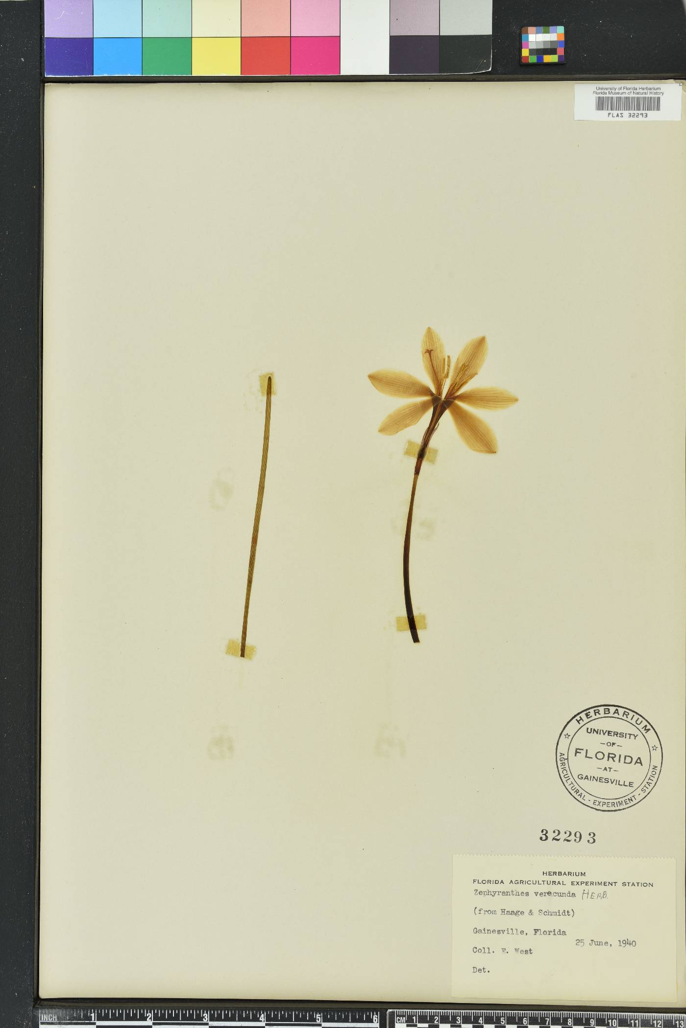 Zephyranthes minuta image