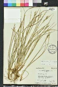 Carex dasycarpa image