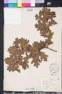 Quercus margarettae image