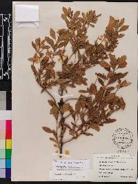 Baccharis glomeruliflora image