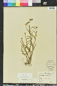 Murdannia nudiflora image