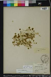Dichondra carolinensis image