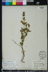 Dyschoriste oblongifolia image