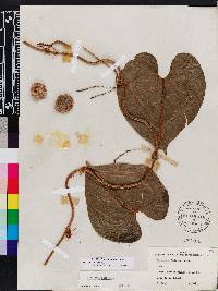 Dioscorea bulbifera image