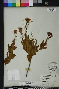 Bejaria racemosa image