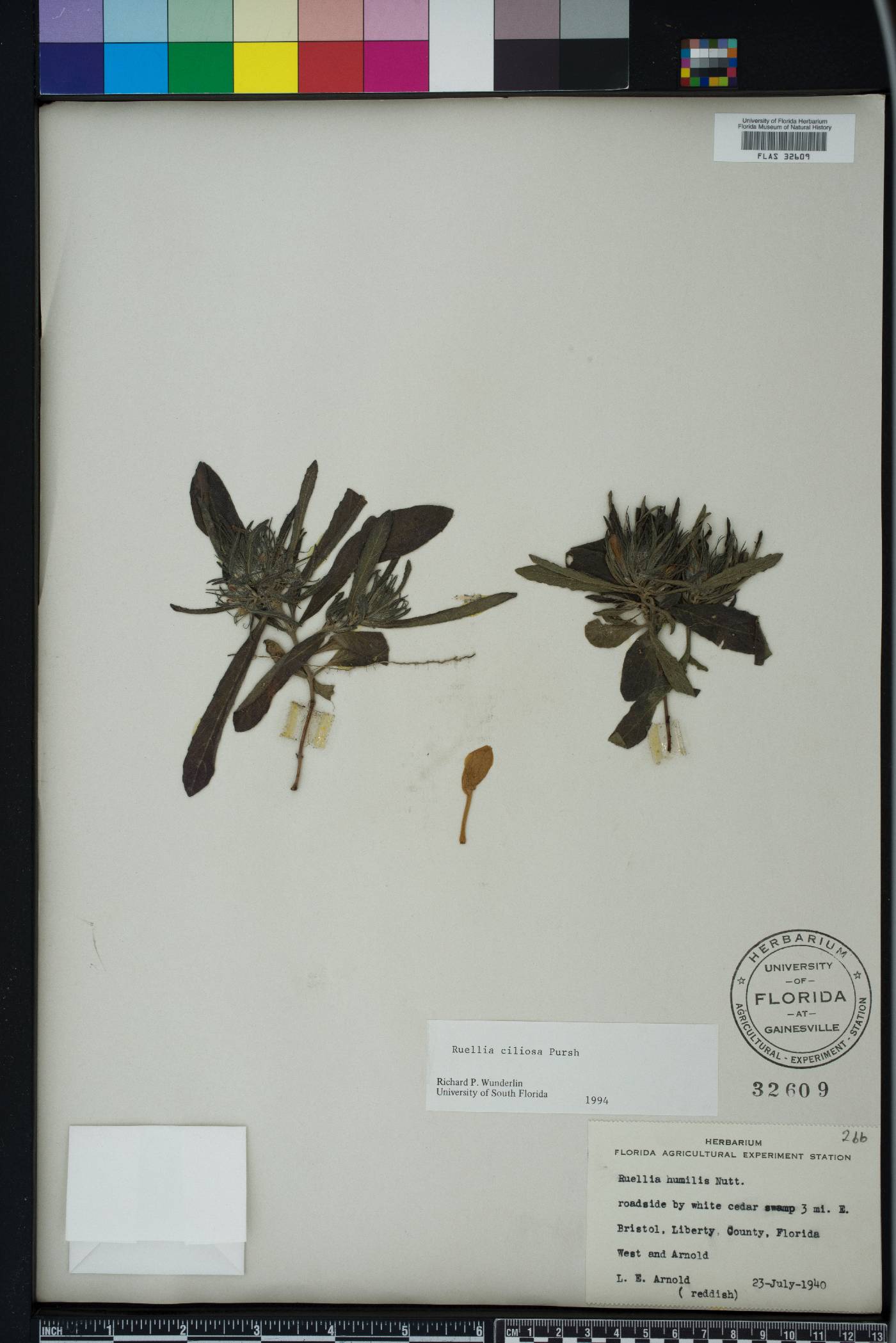 Ruellia caroliniensis subsp. ciliosa image