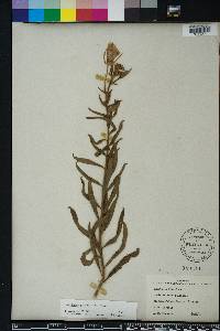 Oenothera grandiflora image